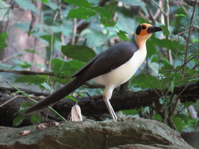 white-necked%20rockfowl