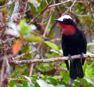 white-capped%20tanager